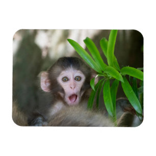 Magnet Flexible Animaux de bébés cutest   Singe des neiges surpris