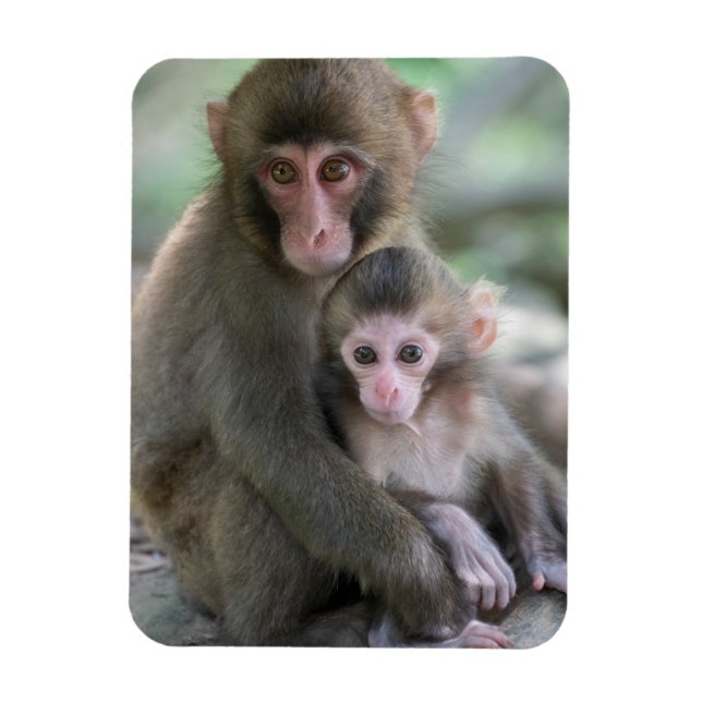 Magnet Flexible Animaux de bébés cutest | Singes japonais (Vertical)