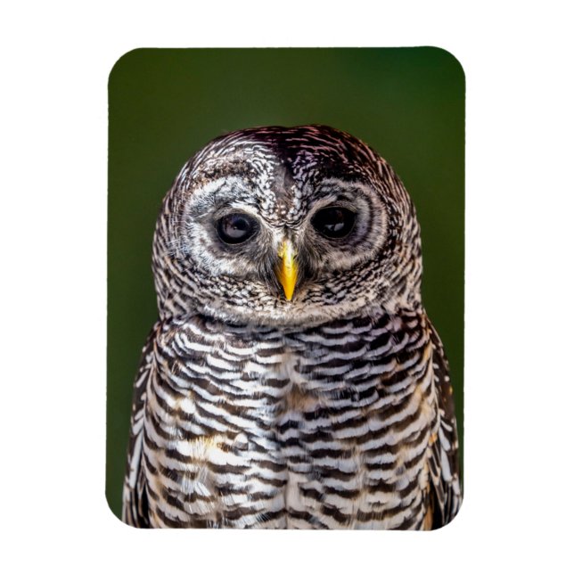 Magnet Flexible Animaux de bébés cutest | Tawny Owl (Vertical)