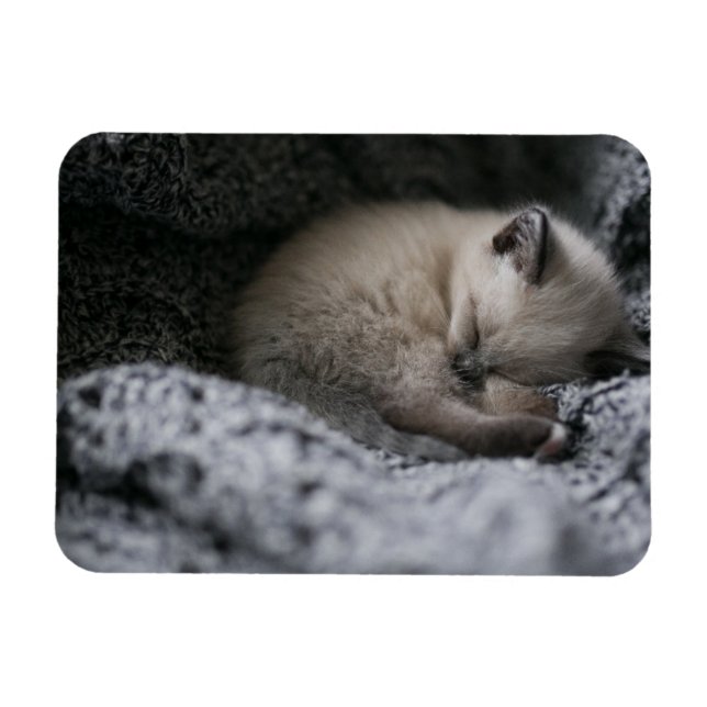 Magnet Flexible Animaux de bébés cutest | Tiny Kitten Dormir (Horizontal)