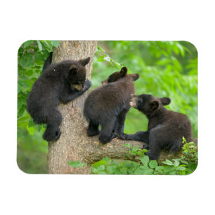 Magnet Flexible Animaux de bébés cutest   Trois jeunes petits ours