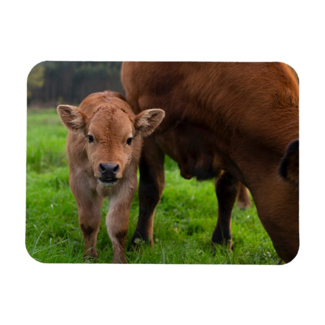 Magnet Flexible Animaux de bébés cutest | Vache et veau (Horizontal)