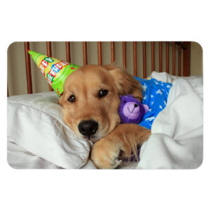 Magnet Flexible Anniversaire de golden retriever