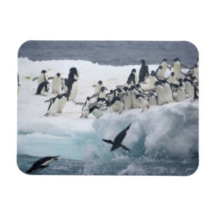 Magnet Flexible Antarctique, île Paulet. Pingouins d'Adelie