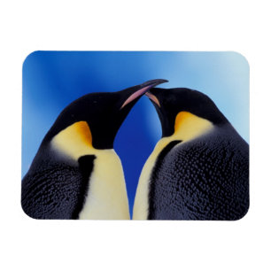 Magnet Flexible Antarctique, Manchots empereurs