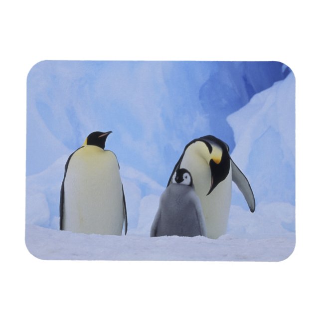 Magnet Flexible Antarctique. Pingouins empereurs et poussins (Horizontal)