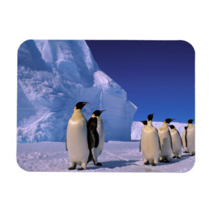 Magnet Flexible Antarctique, Territoire antarctique australien, 7