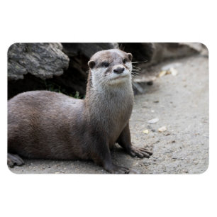 Magnet Flexible Aonyx cinerea