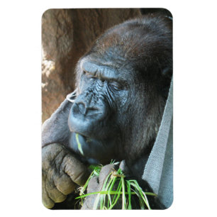Magnet Flexible Ape hood ~ Japonais Gorilla Manger