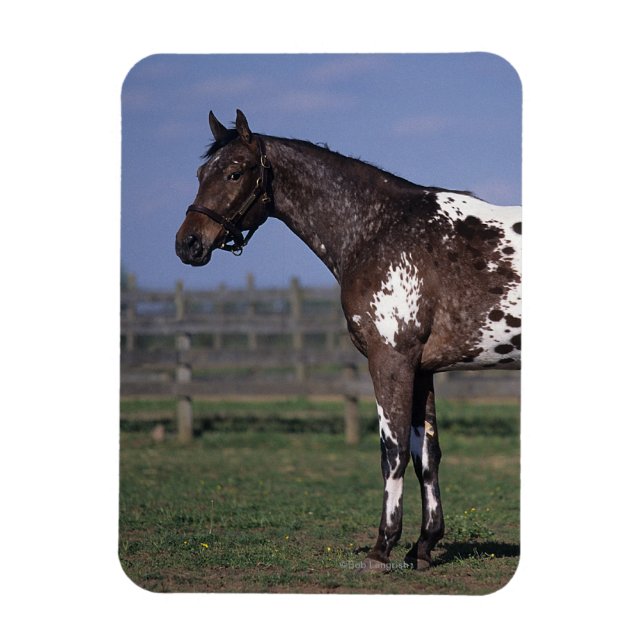 Magnet Flexible Appaloosa Cheval debout (Vertical)