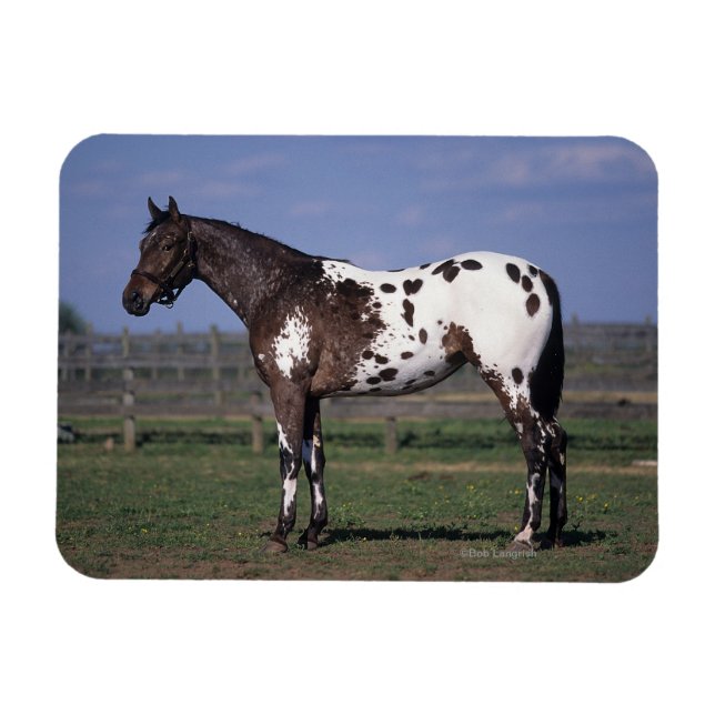 Magnet Flexible Appaloosa Cheval debout (Horizontal)