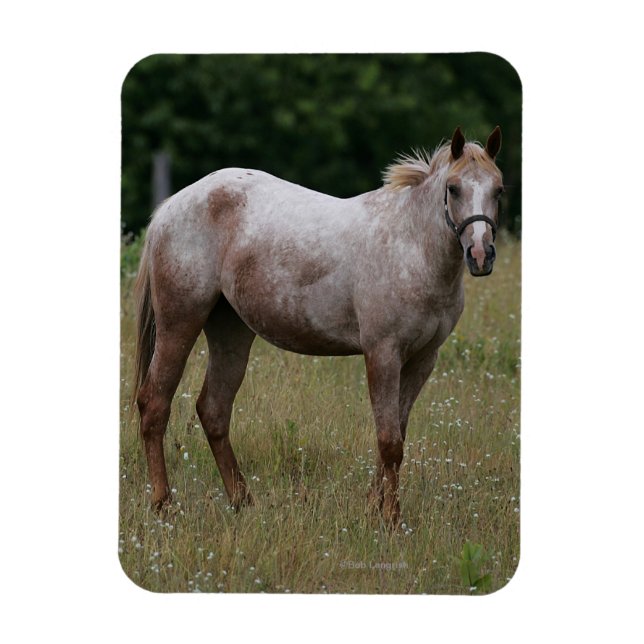 Magnet Flexible Appaloosa Cheval debout dans l'herbe (Vertical)