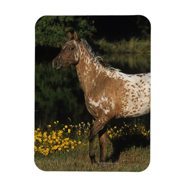 Magnet Flexible Appaloosa Horse debout au bord du lac (Vertical)