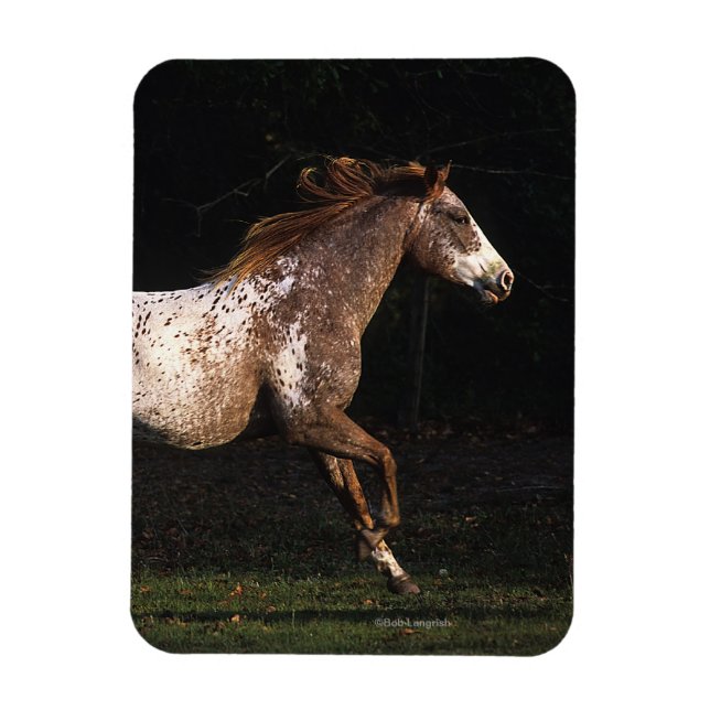 Magnet Flexible Appaloosa Horse Running 4 (Vertical)