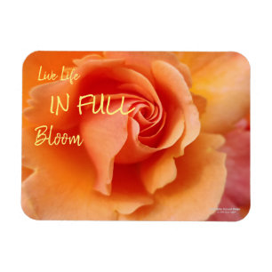 Magnet Flexible Apricot Peach Rose Flower Close Up