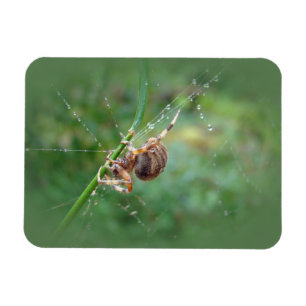 Magnet Flexible Araneus - Orb Weaver Spider