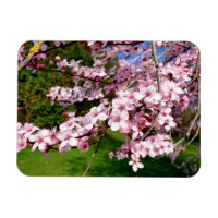Arbre Fleur de Cerisier dans le Parc