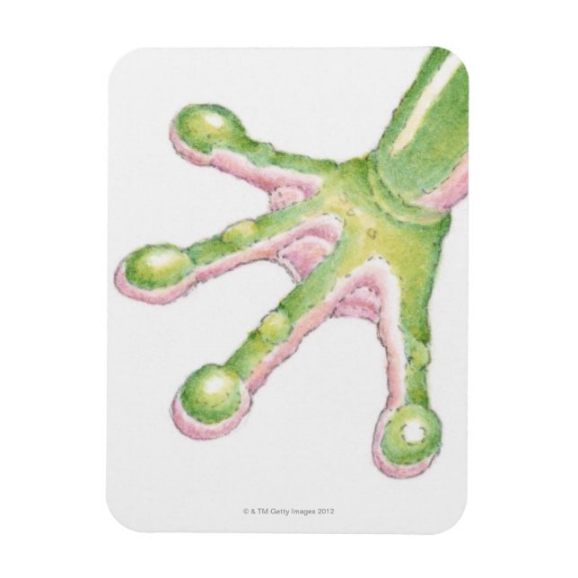 Magnet Flexible Arbre-grenouilles (Vertical)