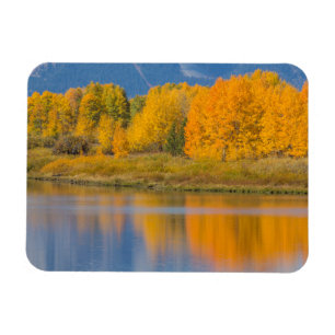 Magnet Flexible Arbres d'Aspen couleur d'automne