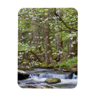 Magnet Flexible Arbres de cornouiller   Great Smoky Mountain, Tenn