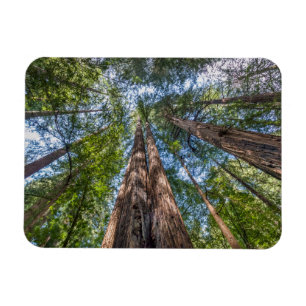 Magnet Flexible Arbres de séquoia Comté de Marin, Californie
