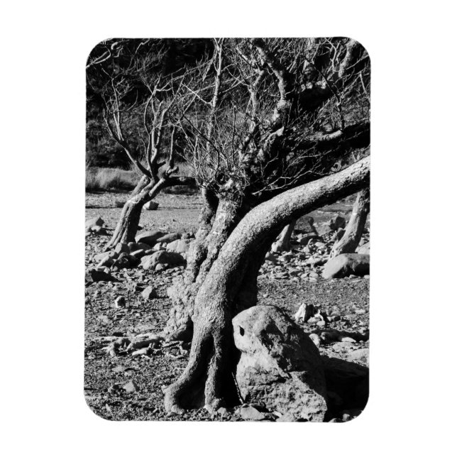 MAGNET FLEXIBLE ARBRES NOIRS ET BLANCS (Vertical)