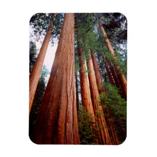 Magnet Flexible Arbres séquoias géants à feuilles persistantes