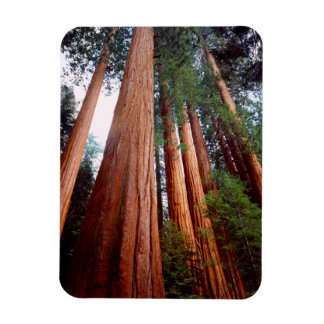 Magnet Flexible Arbres séquoias géants à feuilles persistantes