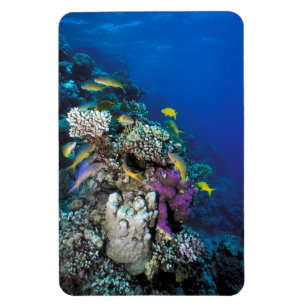 Magnet Flexible Around Small Coral