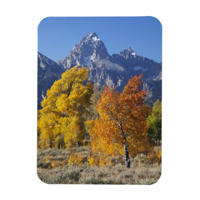 Magnet Flexible Aspen trees with the Teton mountain (Vertical)