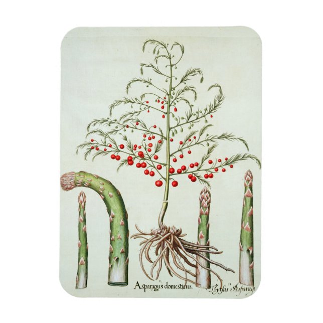 Magnet Flexible Asperges communes en fleur et fruits, du 'Ho (Vertical)