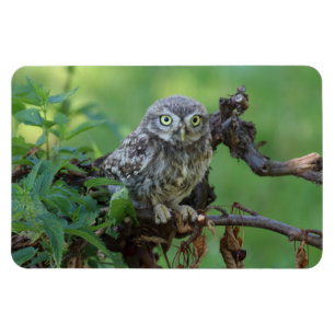 Magnet Flexible Athene noctua