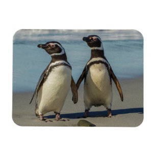 Magnet Flexible Au pair des penguins