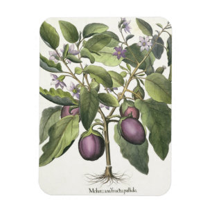 Magnet Flexible Aubergine : Pallido de fructu de Melanzana, du