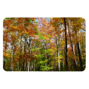 Magnet Flexible Automne Forêt II Automne Paysage Photographie