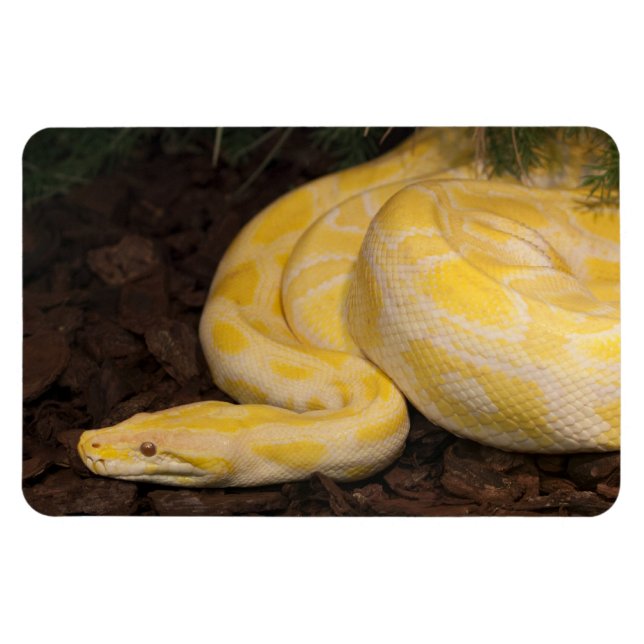 Magnet Flexible Awesome Yellow Burmese Python (Horizontal)