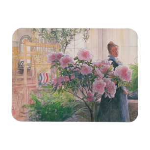 Magnet Flexible Azalea, 1906 (la semaine sur le papier)