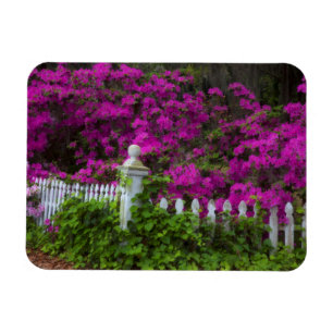 Magnet Flexible Azaleas au printemps à l'île historique de l'esp