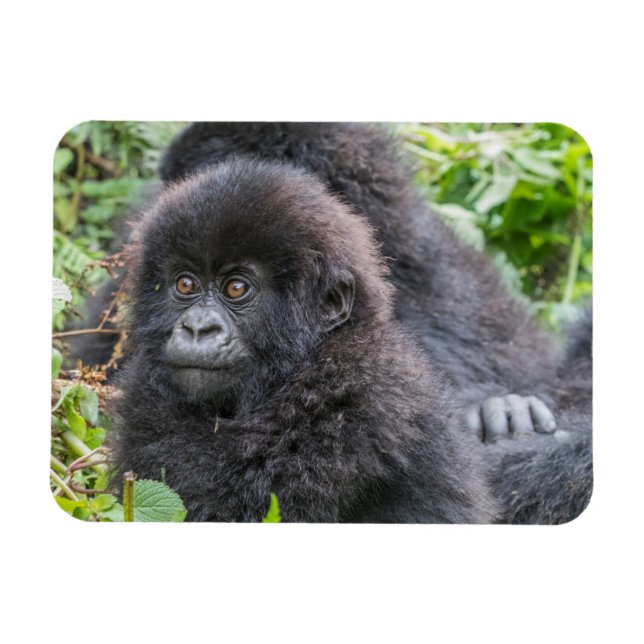 Magnet Flexible Baby Mountain Gorilla (Horizontal)
