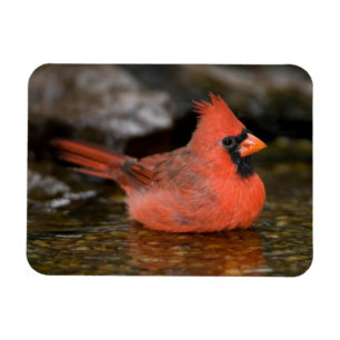 Magnet Flexible Bain masculin du Cardinal du Nord