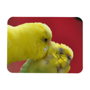 Magnet Flexible Baisez les Budgies !