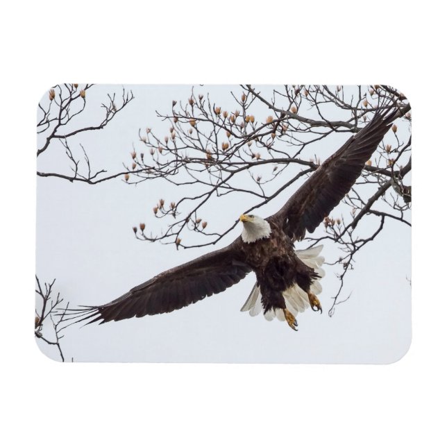 Magnet Flexible Bald Eagle Étalon (Horizontal)