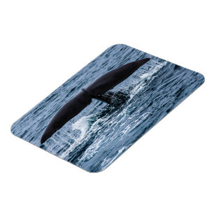 Magnet Flexible Baleine de Sperm