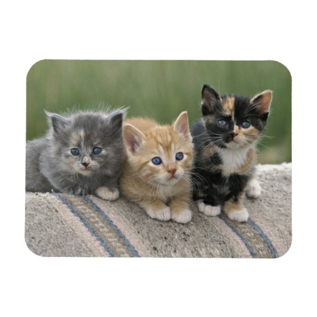 Magnet Flexible Barn Kittens sur une couverture à cheval (Horizontal)