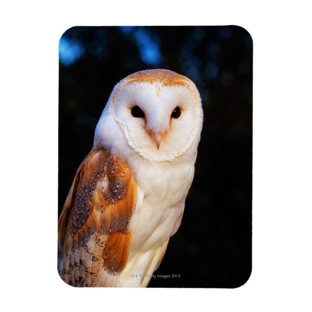 Magnet Flexible Barn Owl 2 (Vertical)