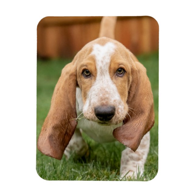 Magnet Flexible Basset Houng (Vertical)