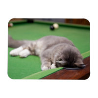 Bassin de jeu Kitten
