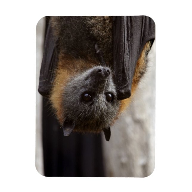 Magnet Flexible Bat australien (Vertical)