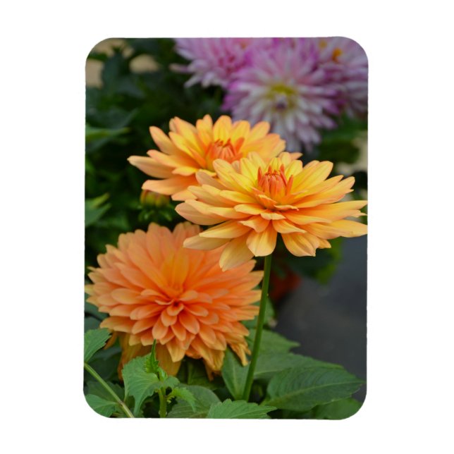Magnet Flexible Beau aimant de fleur de dahlia orange (Vertical)
