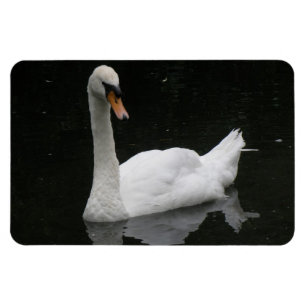 Magnet Flexible Beau Aimant Premium Cygne Blanc